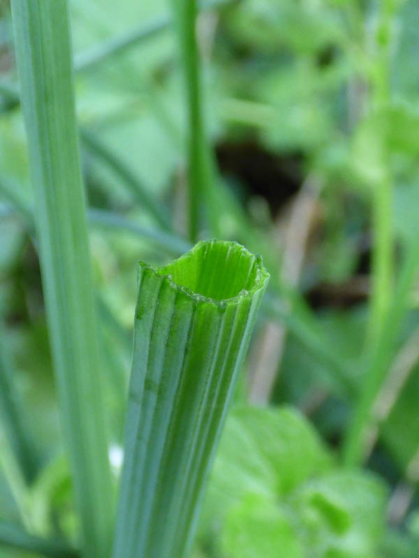 Allium vineale